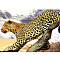 Алмазная  живопись 50*65см - Леопард на ветке