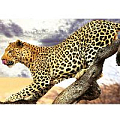 Алмазная  живопись 50*65см - Леопард на ветке